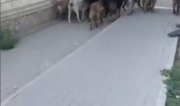 В Астрахани нашли двор с большой стаей собак