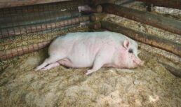 Под Астраханью был выявлен очаг африканской чумы свиней