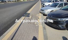 Астраханцы пожаловались на ужасное состояние тротуара на улице Бакинской бакинская