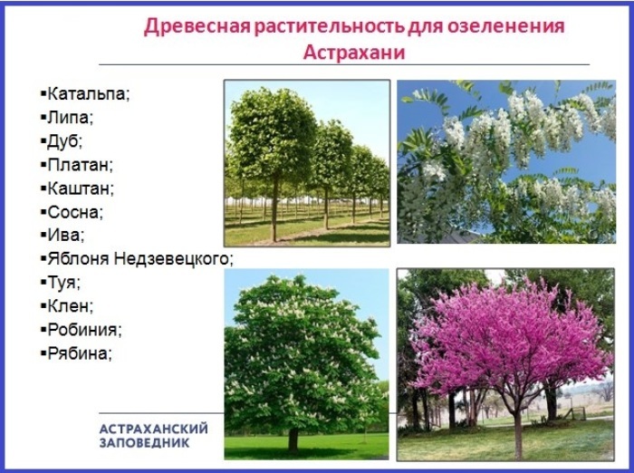 Тополя и ясени-убийцы душат озеленение Астрахани