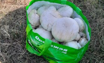 Астраханский Роспотребнадзор рассказал, как правильно собирать грибы