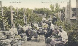 О развитии садоводства в Астрахани можно будет узнать в Краеведческом музее