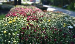 В Братском саду высадят практически полсотни кустов хризантем
