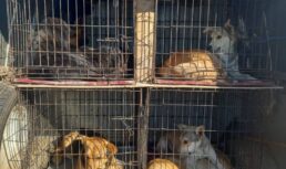 В Астрахани отловили 50 бродячих собак В Астрахани отловили 50 бродячих собак
