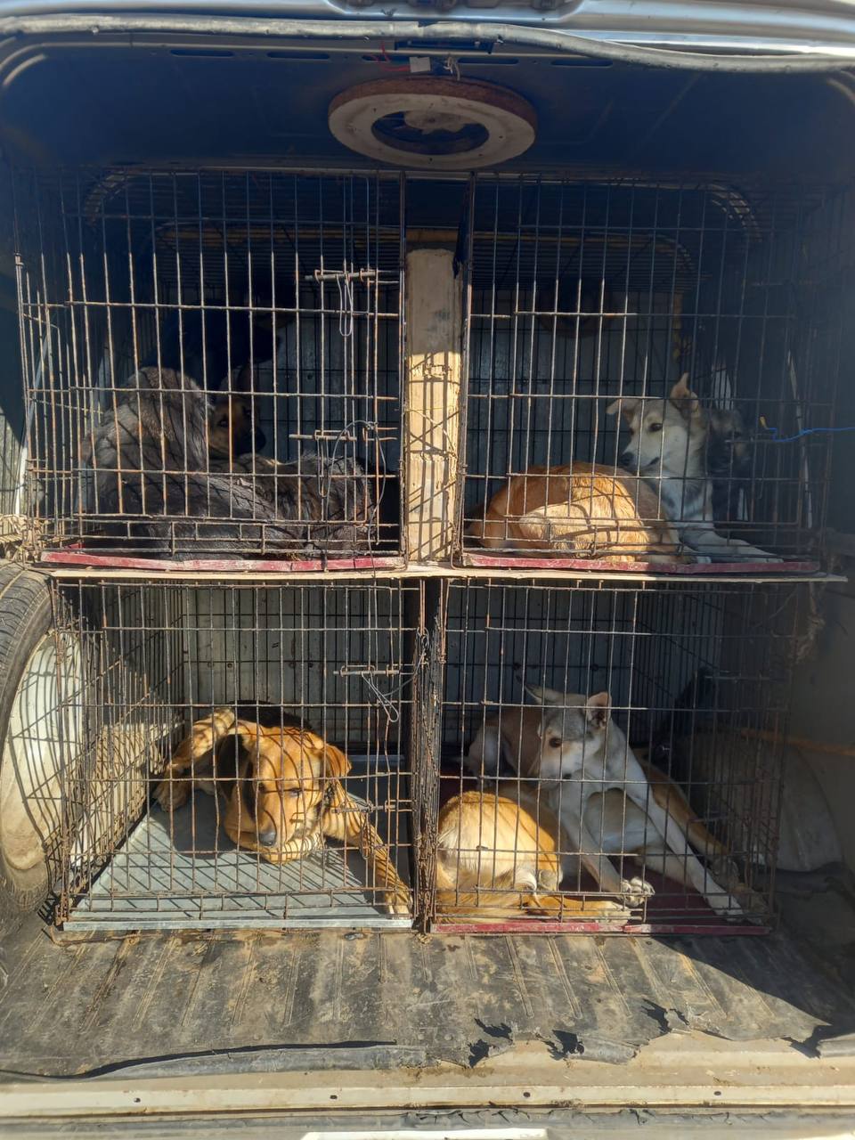 В Астрахани отловили 50 бродячих собак