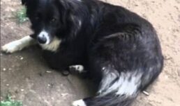 В Астрахани бродячая собака спасла ребенка от трагедии