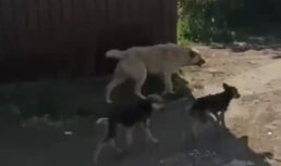 Астраханские полицейские задержали бродячих собак