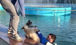 собака в фонтане