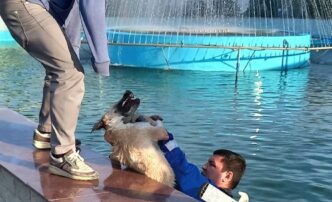 собака в фонтане