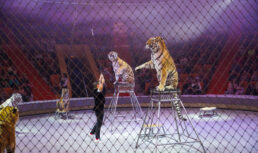 В Астраханском цирке прошло благотворительное представление Ярослава Запашного