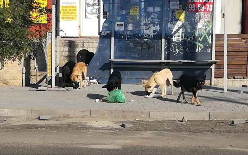 бездомные собаки