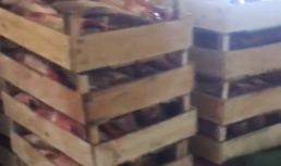В Астрахани предпринимательница из Москвы хранила 9 тонн немаркированной рыбы