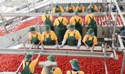 В Астраханской области соберут первый декабрьский урожай томатов