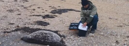 погибли тюлени на каспии