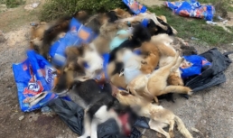 Астраханцы в Приволжском районе обнаружили несколько десятков зверски убитых собак