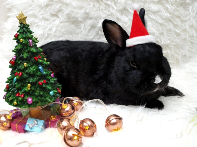 Новый год по восточному календарю: 22 января Чёрный Кролик вступит в свои  права