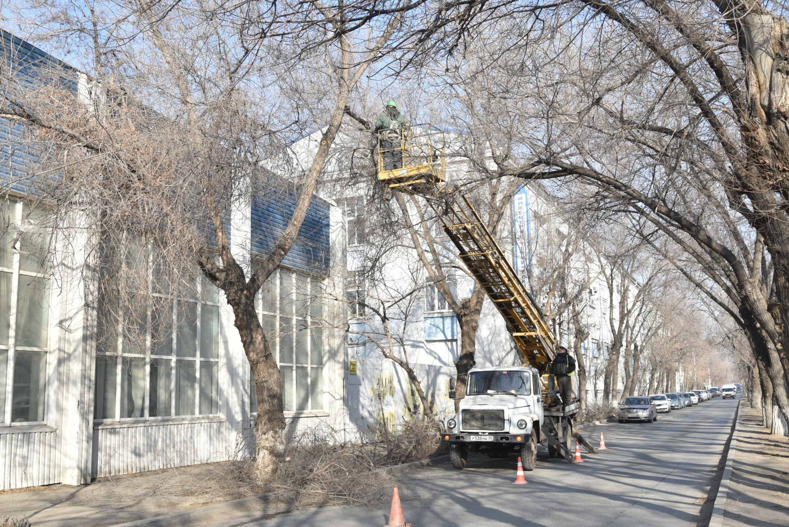 По маршруту новых автобусов в Астрахани обрезают деревья