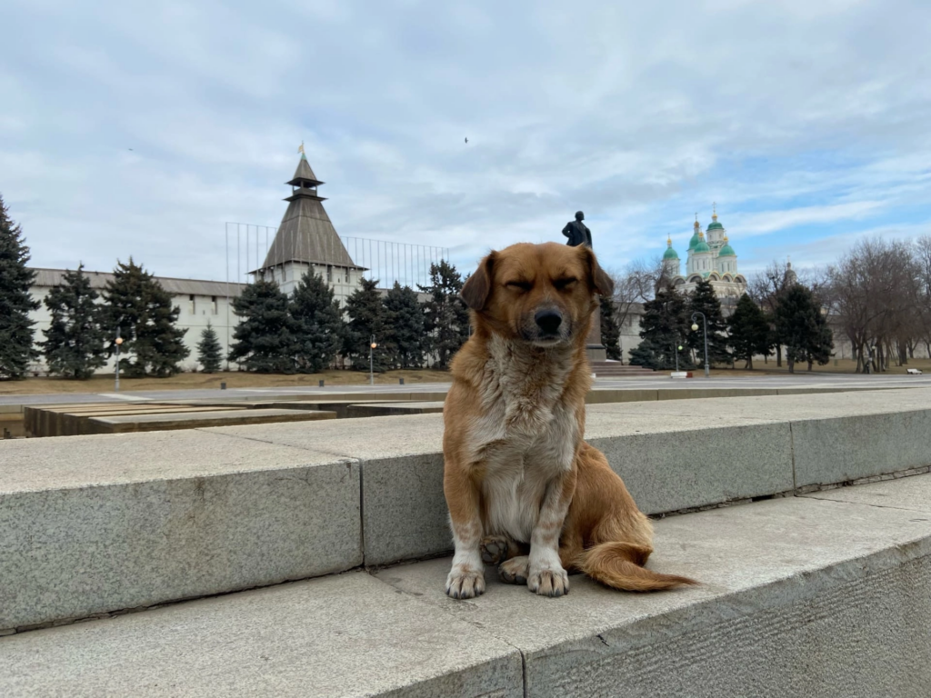 На кого чаще всего нападают собаки в Астраханской области?