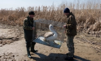 выпустили пеликана