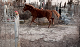 На астраханском кладбище появился живой постоялец