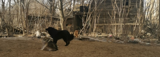 нападение собак