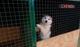 В Астраханской области строится еще один приют для собак