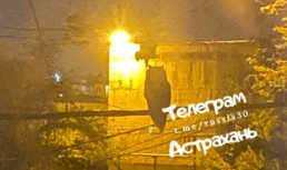 Совы мешают жителям Астрахани спать по ночам Совы мешают жителям Астрахани спать по ночам
