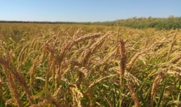 поле зерно