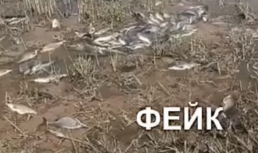 Замор рыбы в Лиманском районе Астраханской области оказался фейком