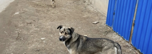 Собаки