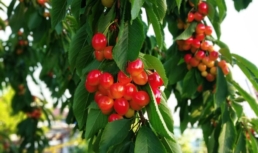 деревья ягоды фрукты