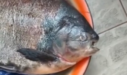 Астраханец поймал рыбу с человеческими зубами