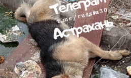 В Астрахани обнаружили труп собаки со связанными задними лапами