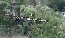 В Астрахани очередную машину повредило обвалившееся дерево