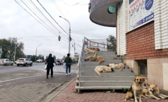 собаки астрахань