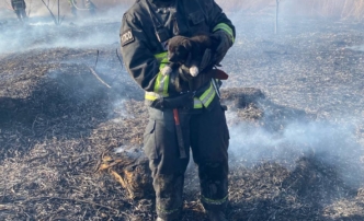 В Астрахани на пожаре спасли щенка