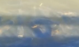 В астраханском канале засняли огромное количество рыб