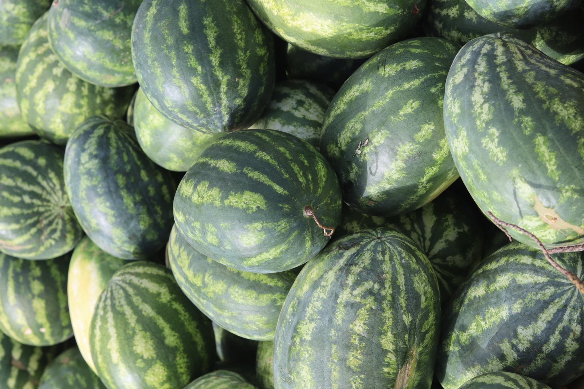 The worlds smallest #watermelon I'm going to make #torshi . Flickr