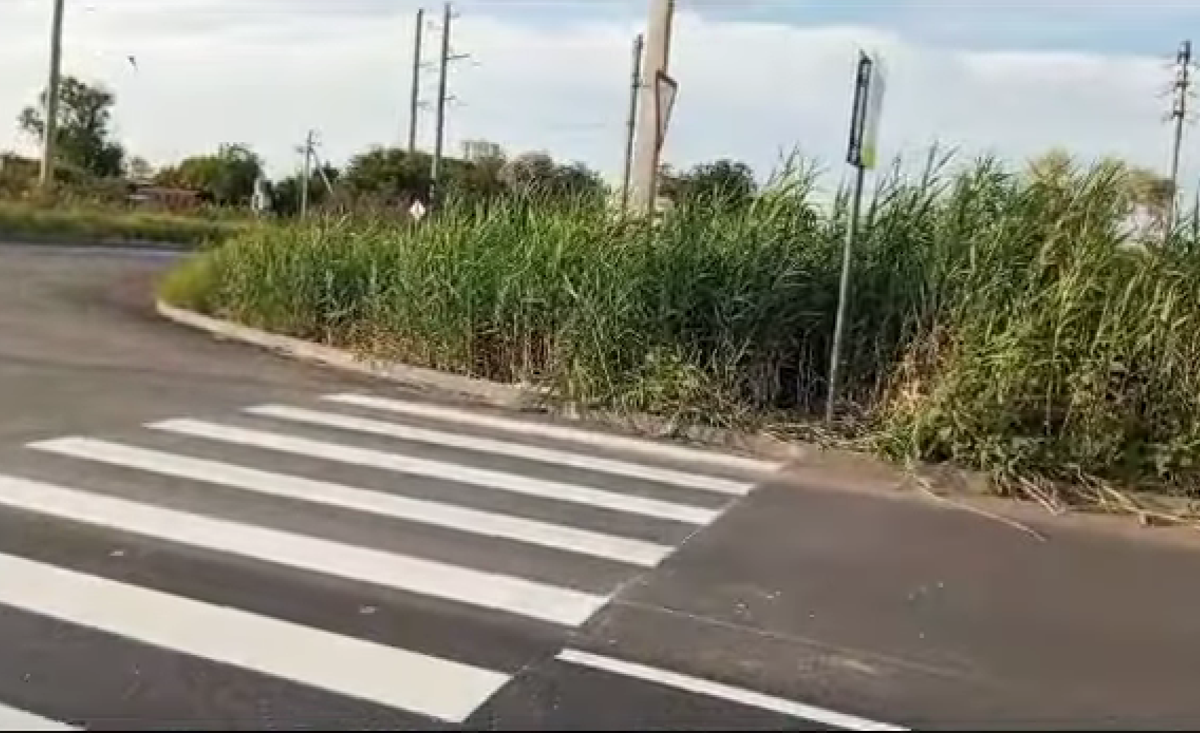 Пешеходный переход в Астрахани упирается в непролазные заросли