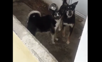 собаки на балконе