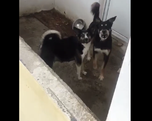 собаки на балконе