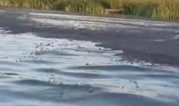 В Астраханской области на реке обнаружили мазутное пятно