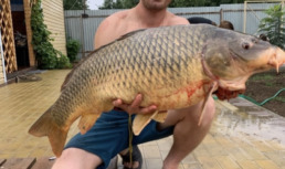 Астраханские рыбаки похвастались новыми гигантскими трофеями Астраханские рыбаки похвастались новыми гигантскими трофеями