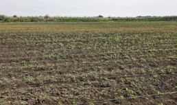 Астраханский фермер займется изготовлением масла черного тмина
