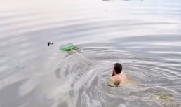 Астраханские собаки утопили голубя в Лебедином озере
