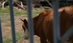 В Приволжском районе задерживают безнадзорных коров