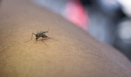 комары лихорадка