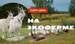 Астраханские фермеры рассказали, как правильно доить козу