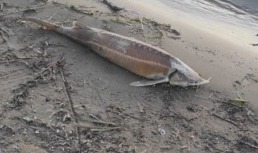 Мёртвых рыб семейства осетровых выбрасывает на берег в Астраханской области
