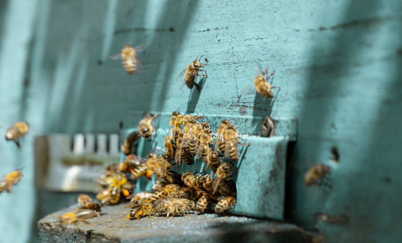 аллергия осы пчелы (фото ru.freepik.com)